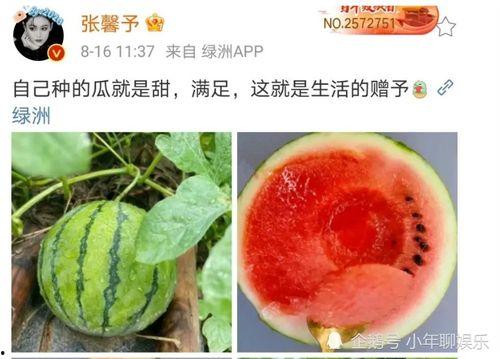 娱乐圈哪里吃瓜好吃,揭秘各大瓜田，探寻最佳“吃瓜”胜地