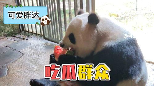 娱乐吃瓜熊猫视频在线观看,在线观看趣味熊猫视频，笑料不断